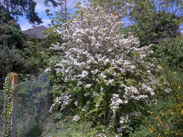 Hawthorn in full bloom